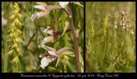 Herminium-monorchis-&-Epipactis-palustris